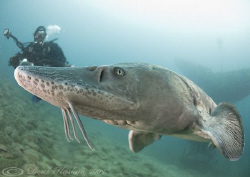 Sturgeon. Capernwray. D200, 10.5mm. That was close Mr T!!!! by Derek Haslam 